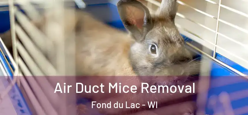 Air Duct Mice Removal Fond du Lac - WI