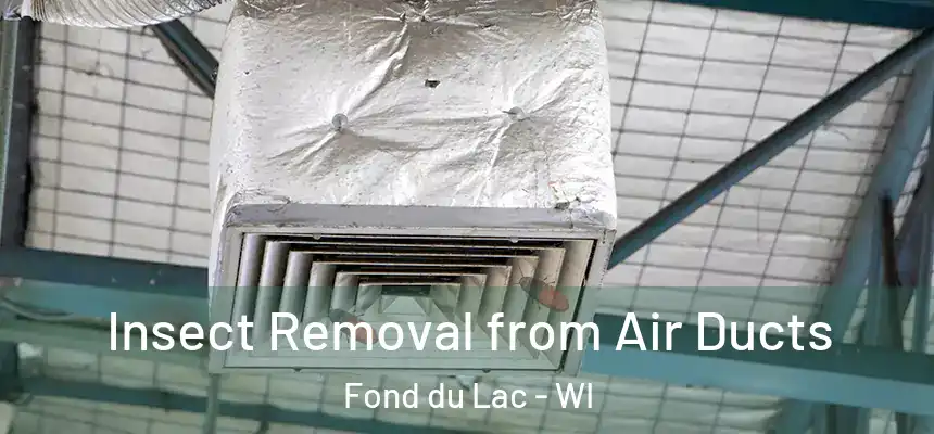 Insect Removal from Air Ducts Fond du Lac - WI